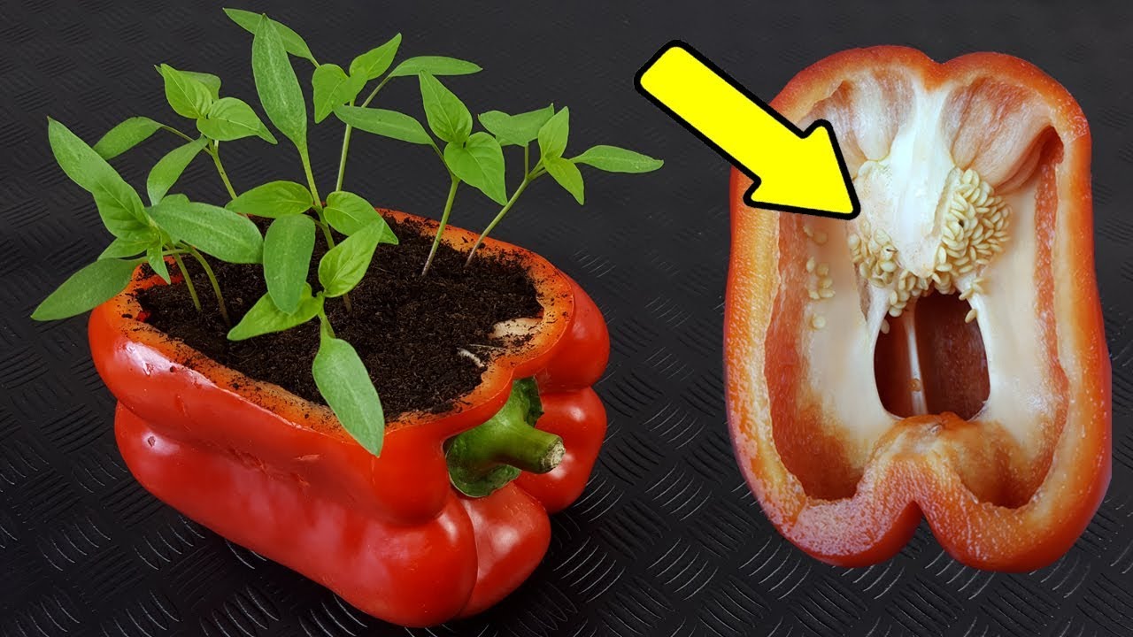 🌶️🌶️ GeRmInAr PiMiEnToS en 5 DÍAS | 2 MétODos | SemBRAR PIMIENTOS, Ají, Morrón, Padrón, Chili