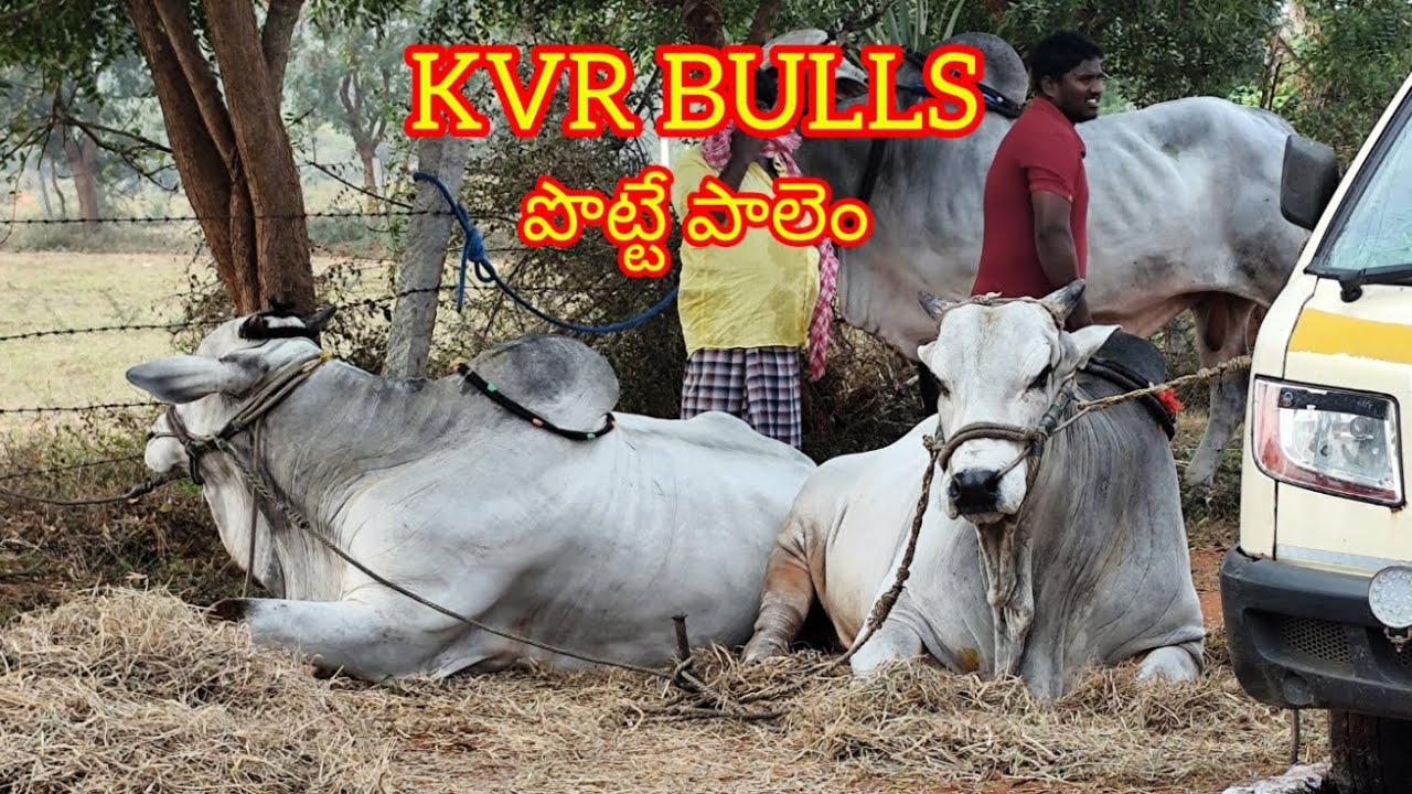 నెల్లూరు జిల్లా చాకలకొండ గ్రామంలో రాష్ట్రస్థాయి సేద్యపు ఎద్దుల విభాగంలో 2వ జత