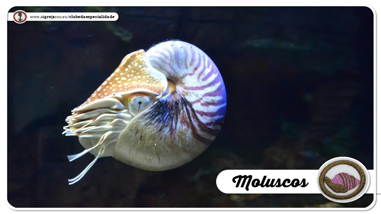 AULINHA: (EN) MOLUSCOS