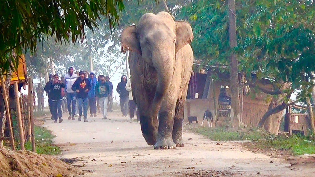 Wild Elephants Lose Patience During Village Crossing | Human Mistake Turns Dangerous: Wild Elephants