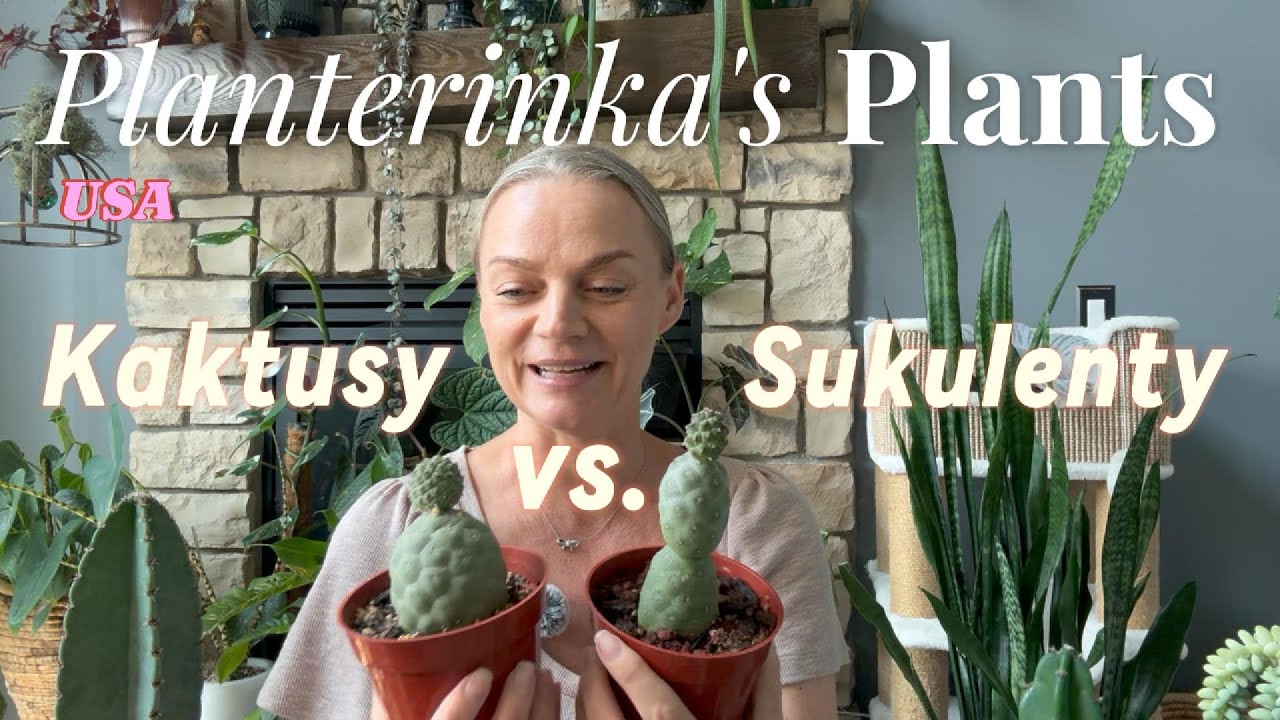 Kaktusy vs.  Sukulenty