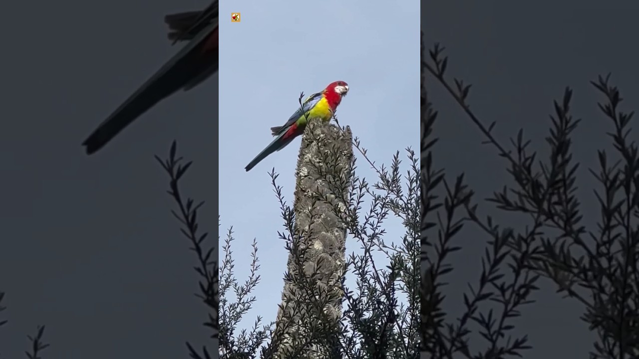 Rosella bird sounds ❤️ 💛 (1) | Rosella parrot