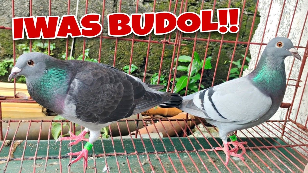 DOOR TO DOOR PARA IWAS BUDOL!!