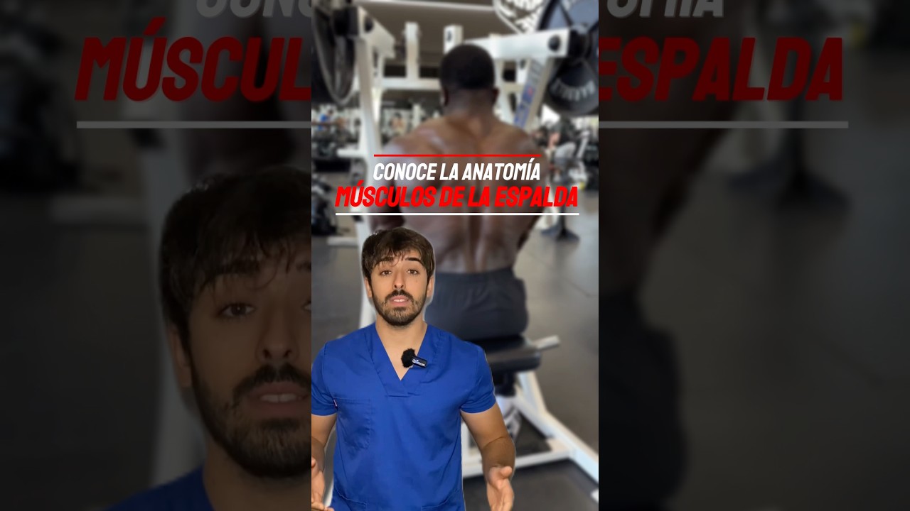 ❗️APRENDE LOS M&Uacute;SCULOS DE LA ESPALDA❗️#sabiasque #anatomia #fisio #medico #doctor #anatomy #gym