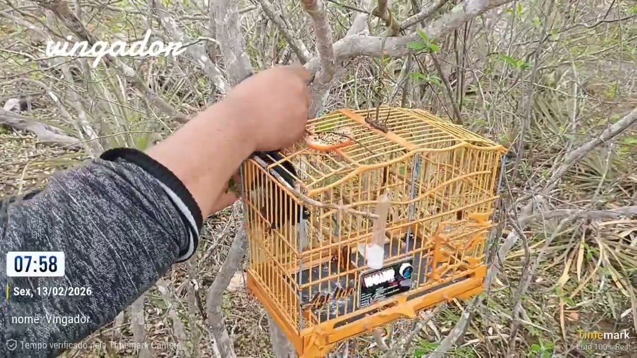 Azulão vingador na pegada  13/02/26