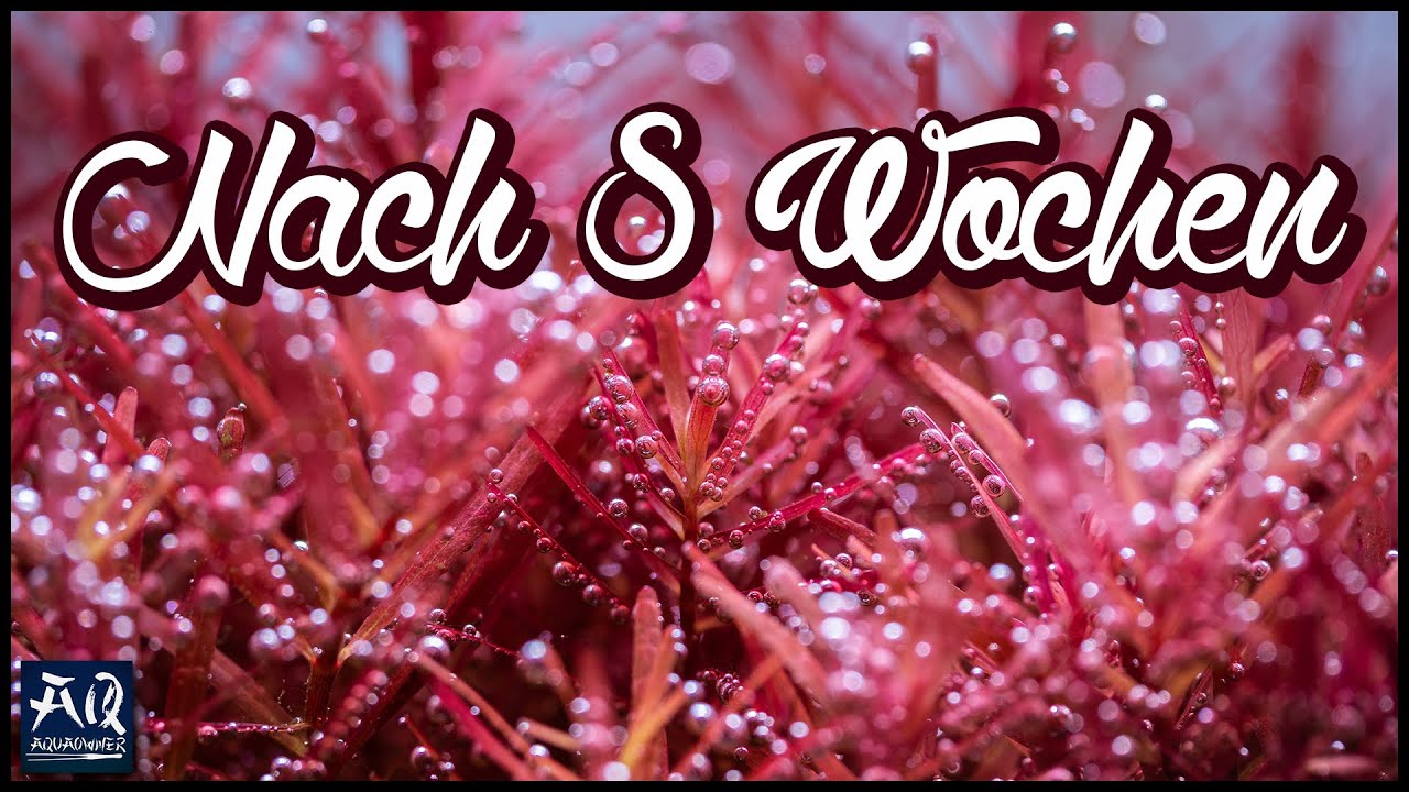 Wachstum & Wasserwerte nach 8 Wochen Soil Vs. Kies | AquaOwner