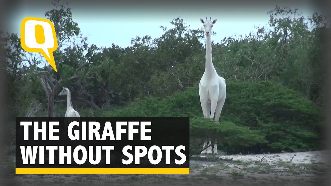 The Giraffe Without Spots: Rare White Giraffe Spotted in Kenya - The Quint