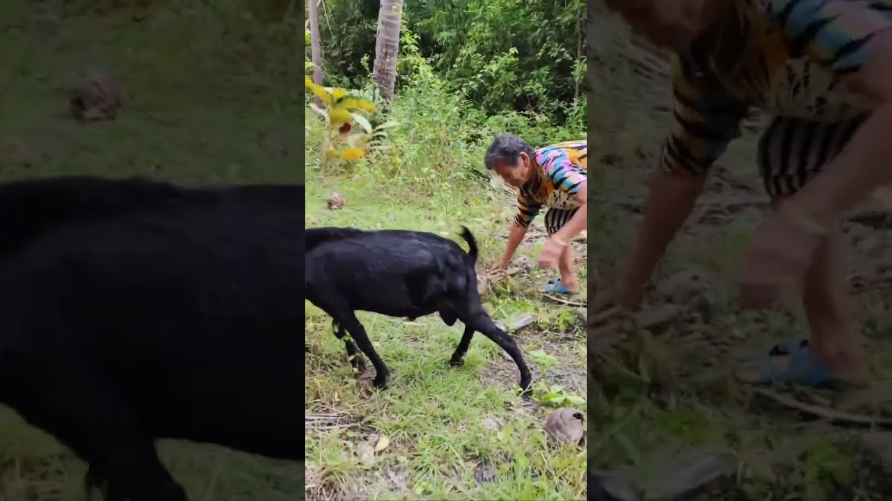 75 years old still strong climbing the mountain | We will visit our goat. #goatfarm 