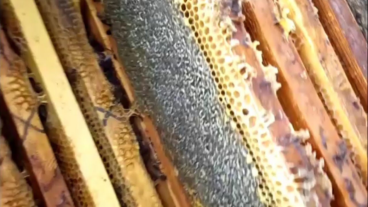 جني عسل الخروب لعام 2020