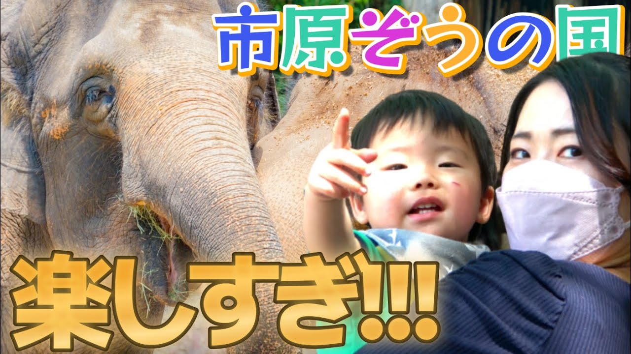 【おでかけ・旅行】市原ぞうの国を満喫！ぞうよりカピバラと資材置場がお好き！？