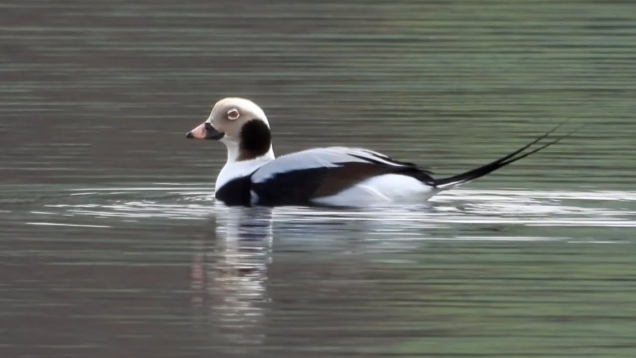 Long-Tailed Duck, Bristol.