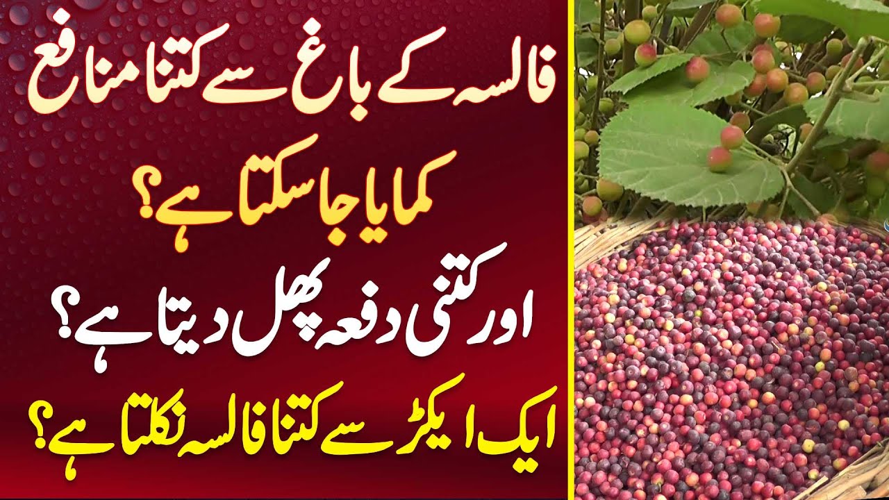 Falsa Ke Bagh Se Kitna Profit Kamaya Ja Sakta Ha? 1 Acres Se Kitna Falsa Nikalta Ha?