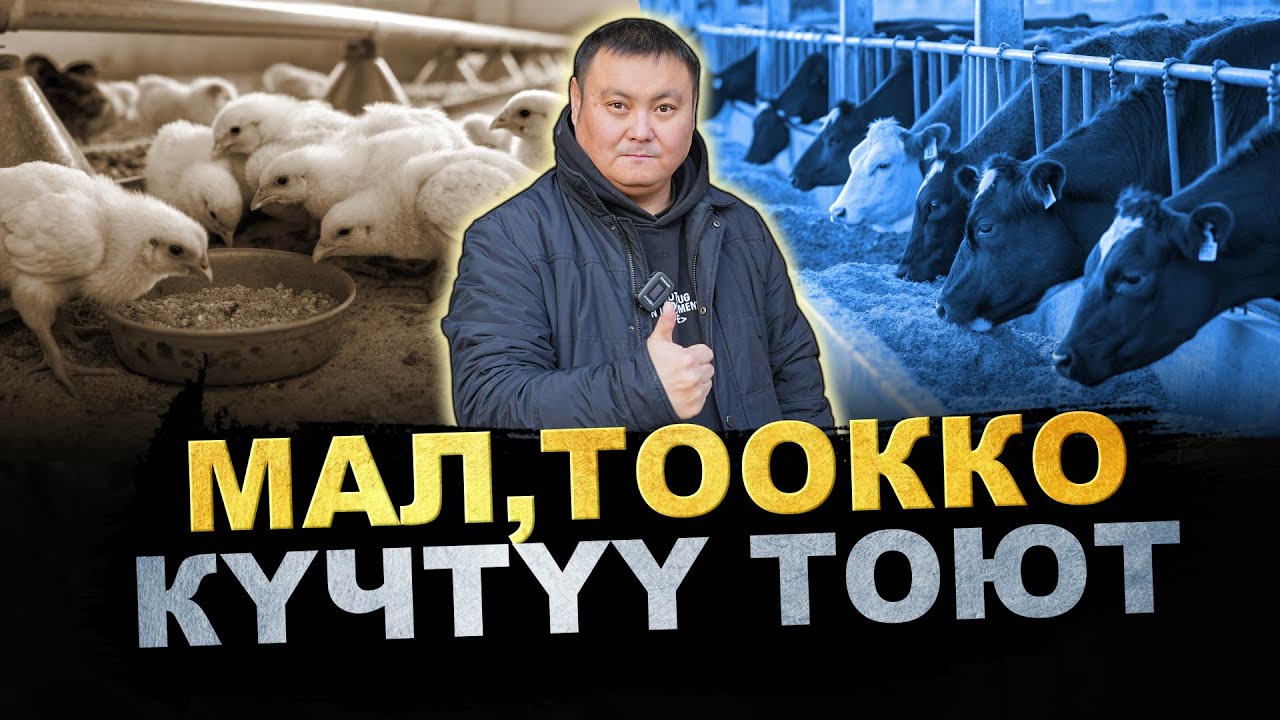 Малдын жана тооктордун жакшы жемин кайсы жерден алса болот? Оазис Агро комбикорм чыгарат.