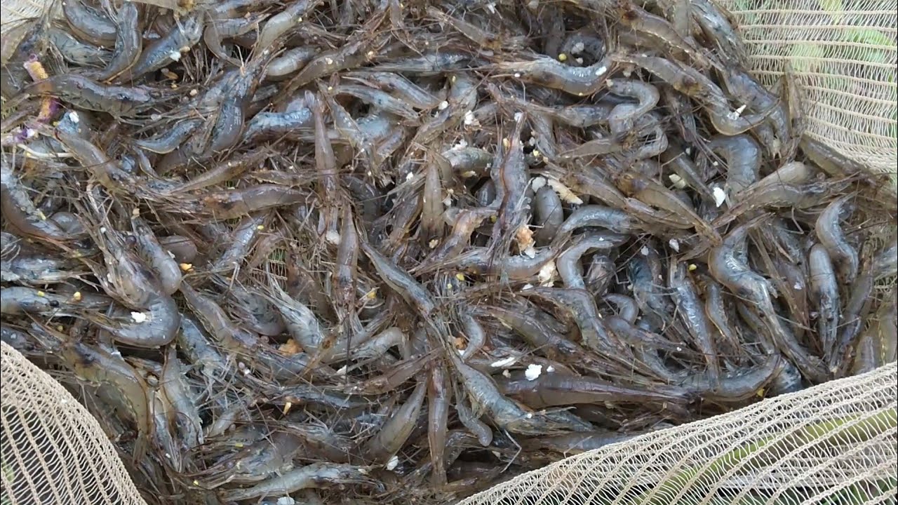 Veja como peguei muito camarão no rio, Fishing Brasil 2020