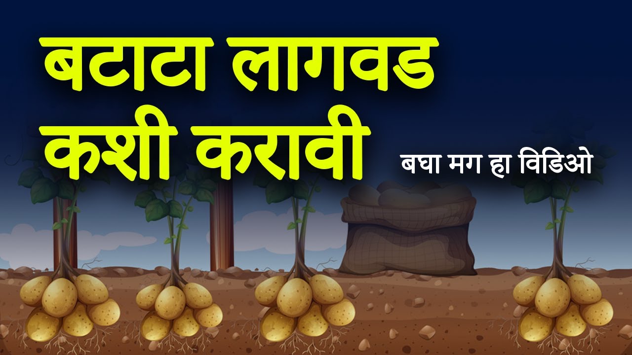 बटाटा लागवड तंत्रज्ञान | potato cultivation | सचिन मिंडे कृषीवार्ता