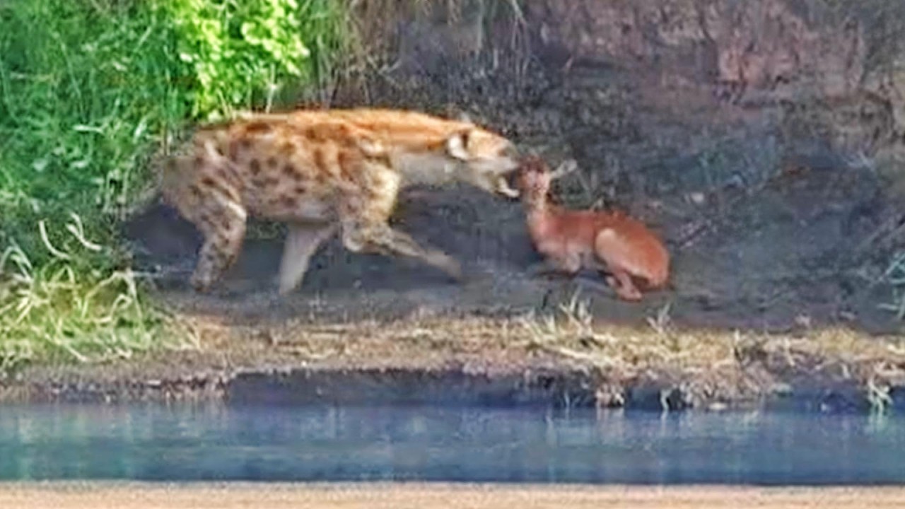 Hiding Impala Lamb Sniffed out By Hyena From Above