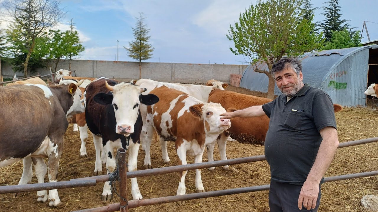 1Tonluk Danalar - Kurbanlık Dana ve Düve Besliyor - #çiftlik #büyükbaş