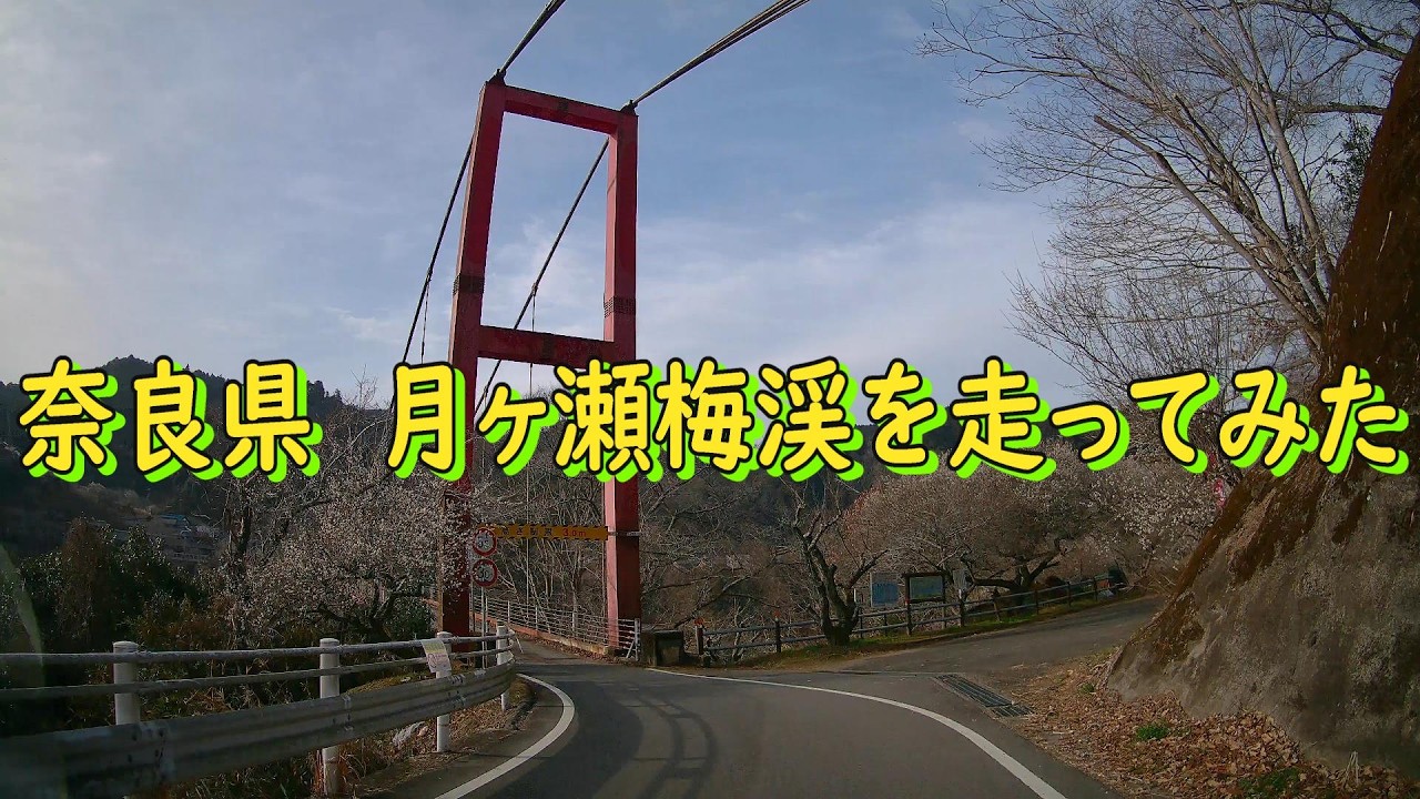 梅の名所　1万本の梅　奈良県　月ヶ瀬梅渓を走ってみた