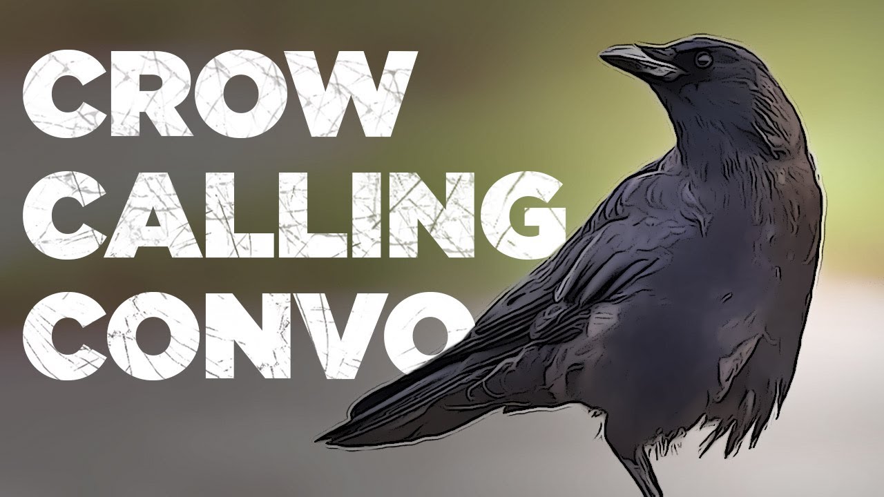 Crow Calling/ Conversation
