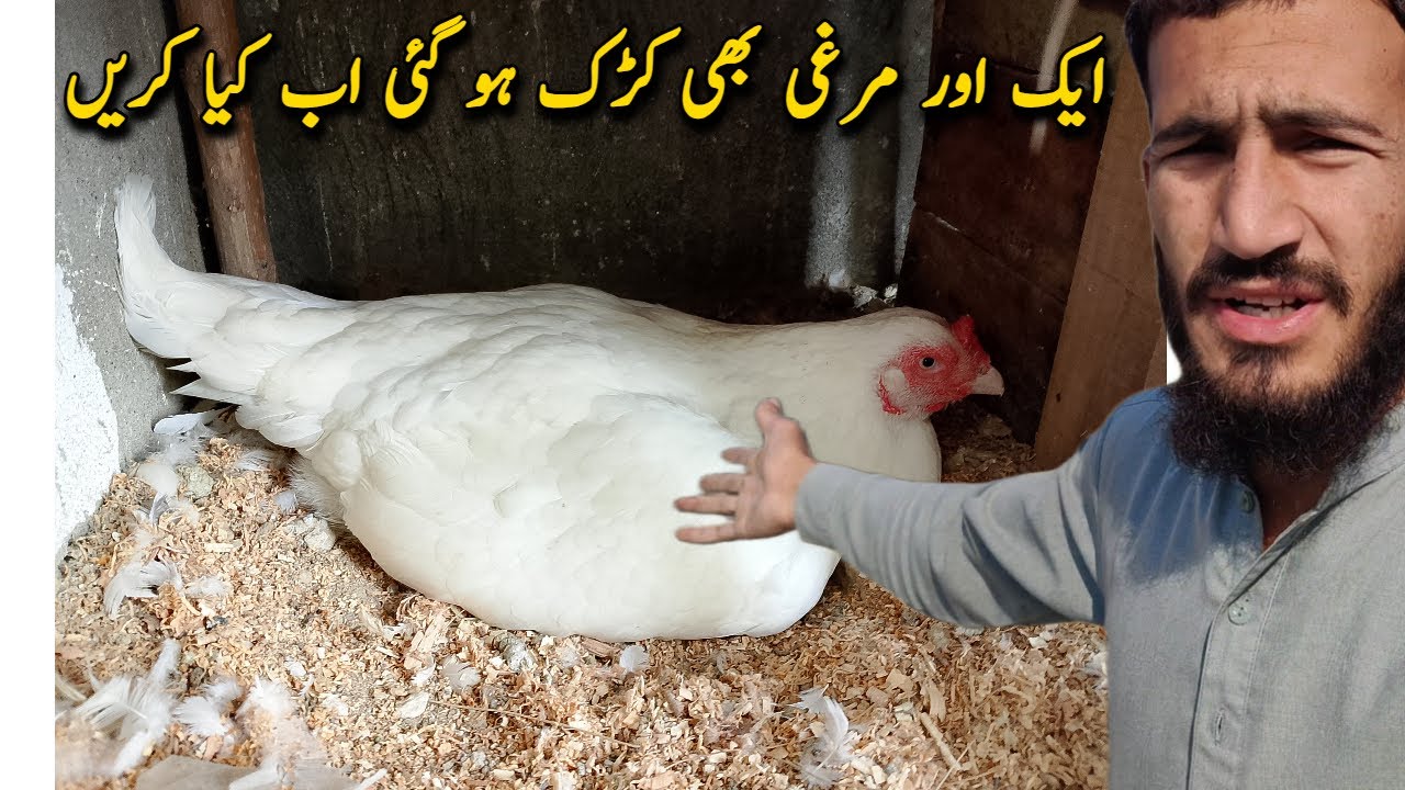 dusri murgi bhi khurak ho gai 🤔 ab ham kya karen?