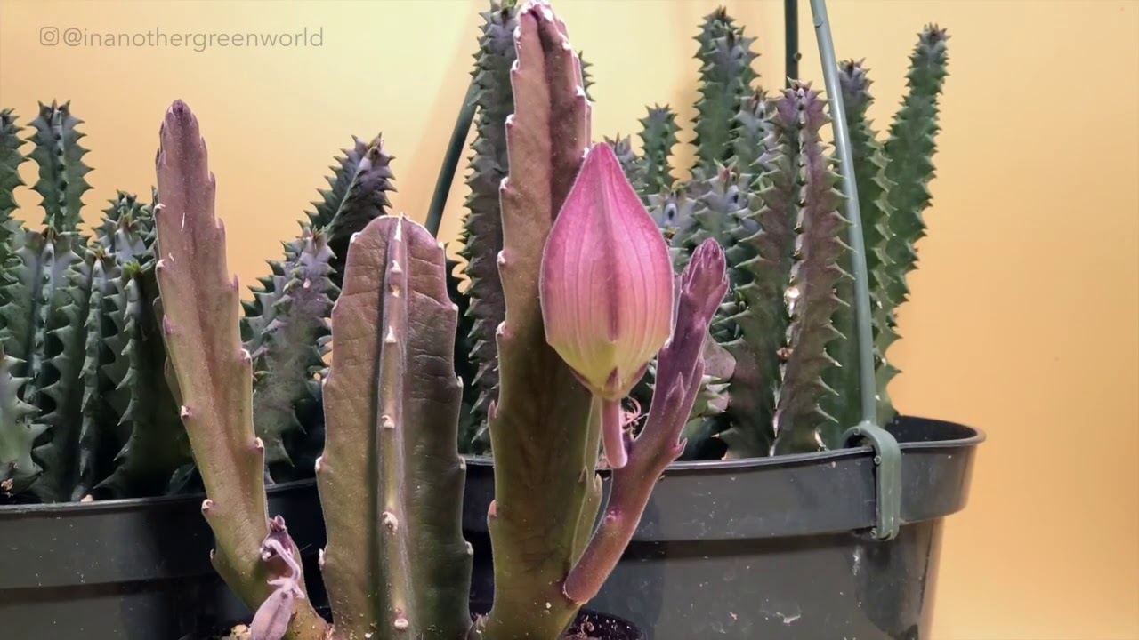 Stapelia Gigantea Bloom Time Lapse