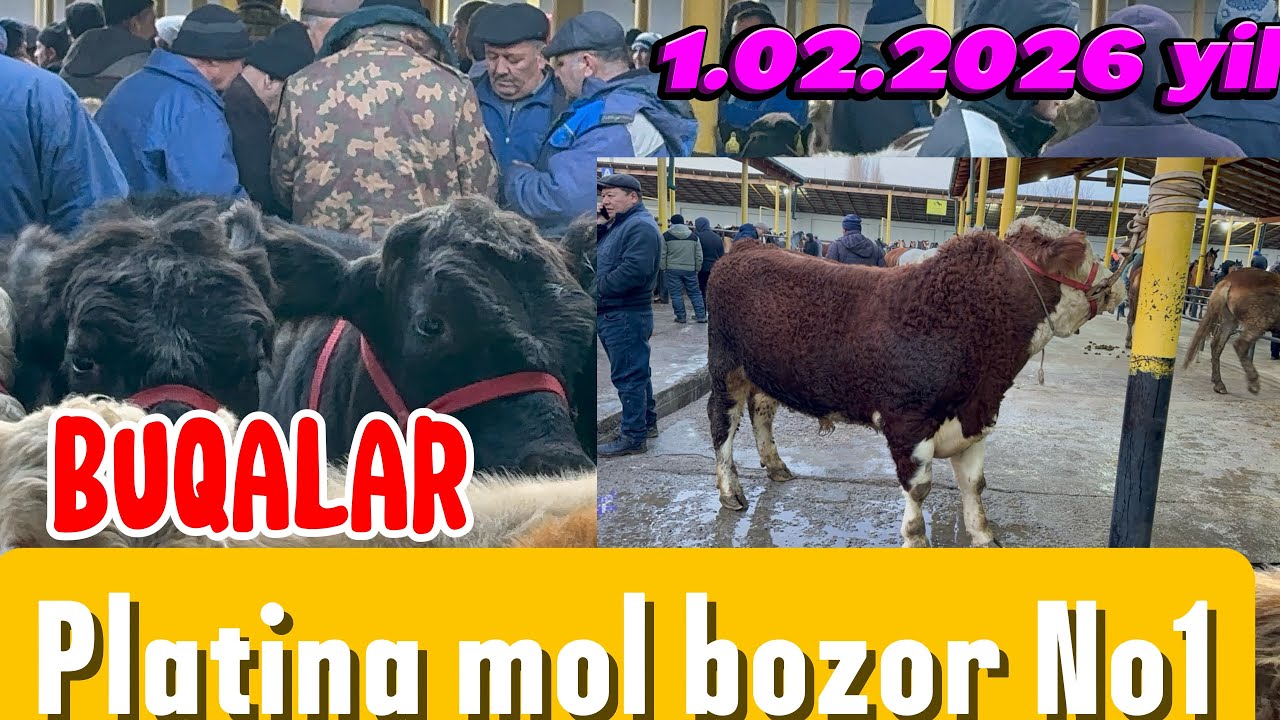 TOSHKENT VIL, BUsTONLIQ TUMANI BUQA NARXLARI