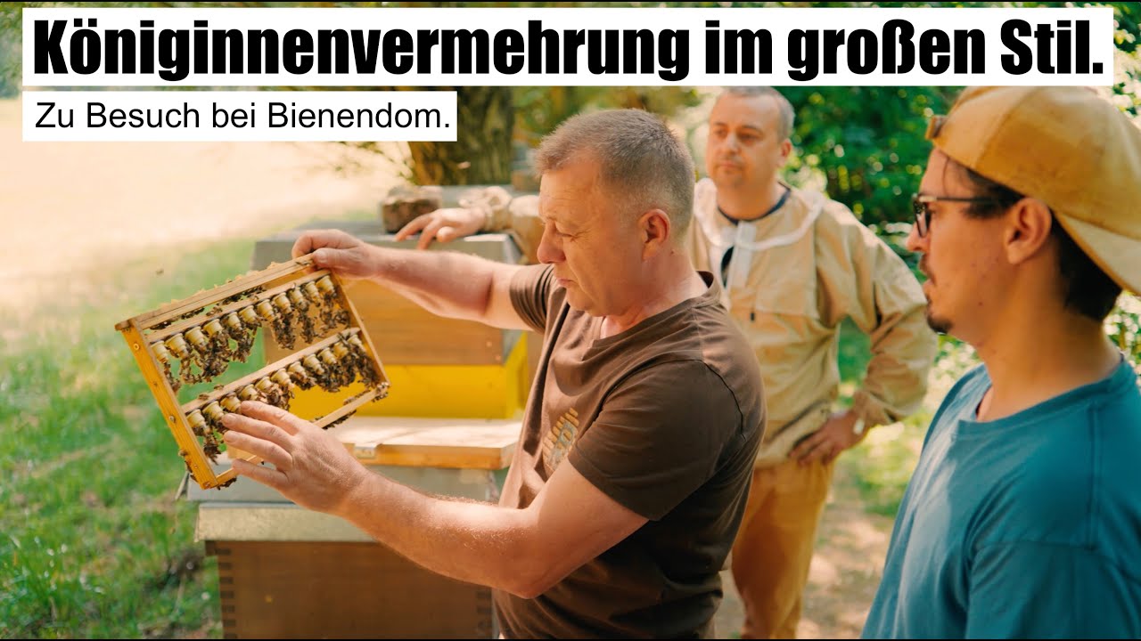 Bienen-Königinnenvermehrung im großen Stil. Zu Besuch am Buckfast Begattungsstand von Bienendom.
