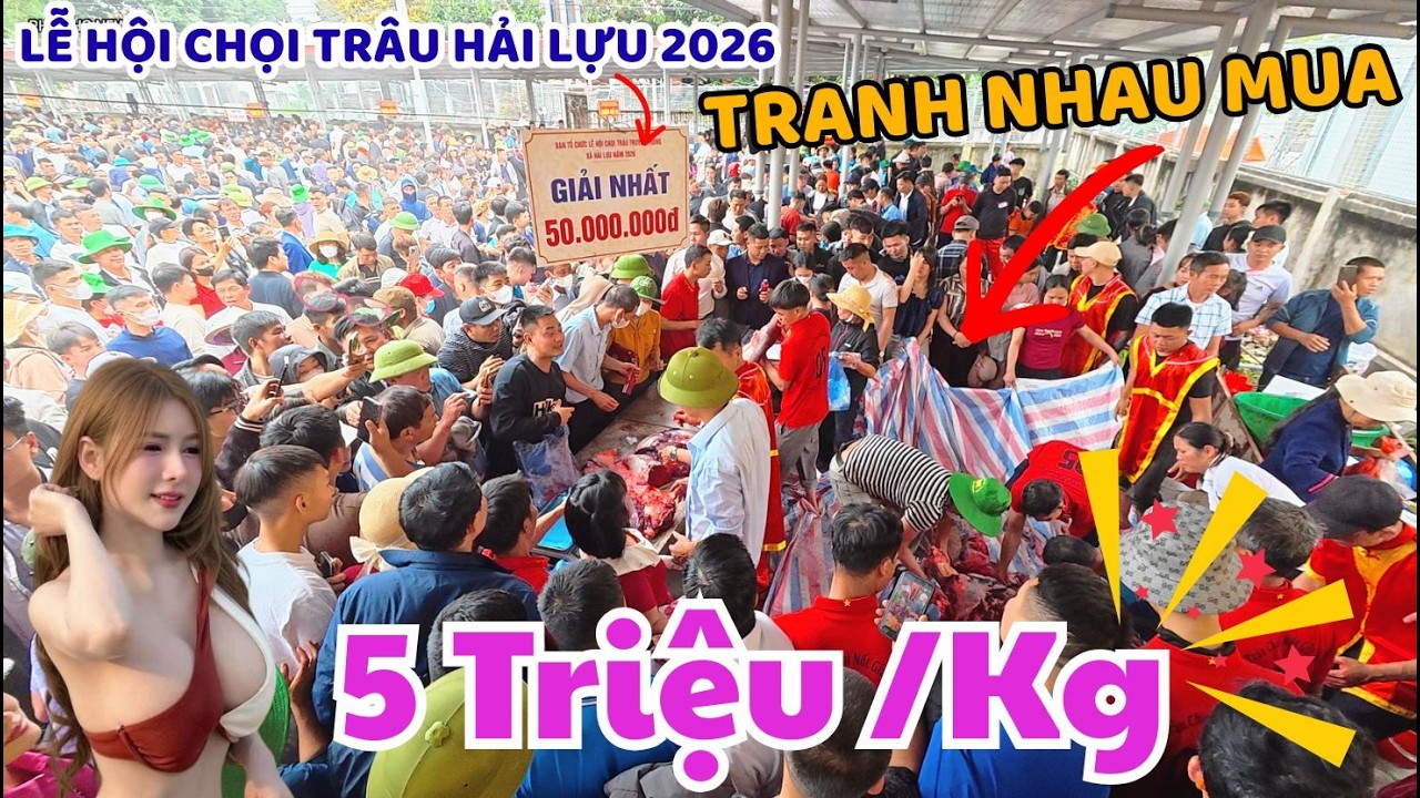 Sốc Giá 5 Triệu/kg Thịt Trâu Vô Địch | Sự Thật Tại Lễ Hội Chọi Trâu Hải Lựu 2026 Khiến Ai Cũng Tò Mò