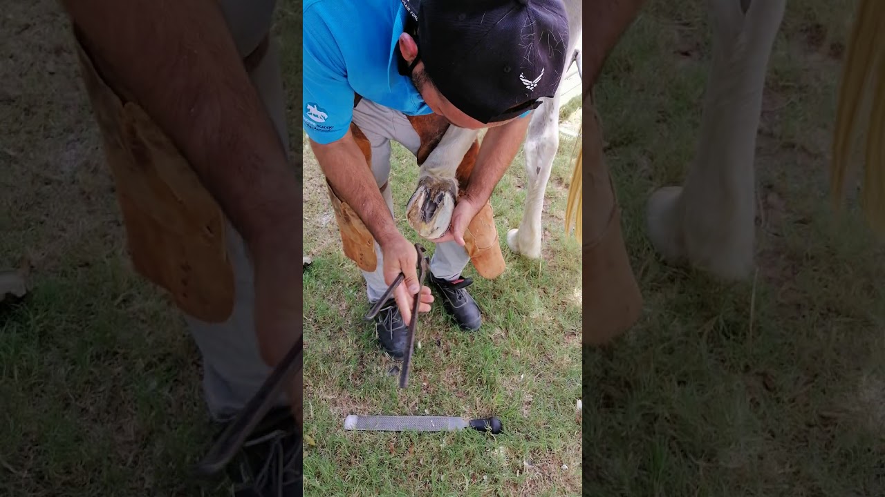 Raheem @afridi ///my brother biggest horse's prayer(5)