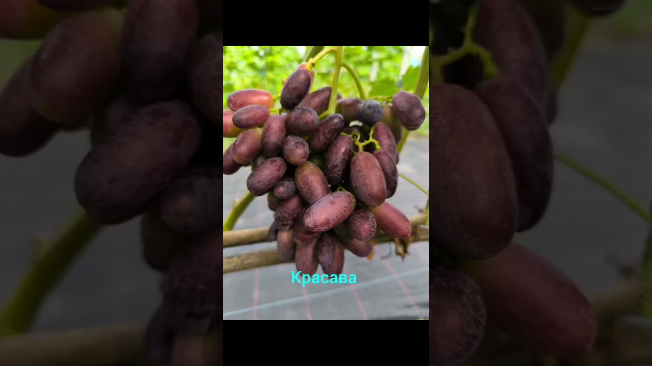 Ruske sorte grožđa 
