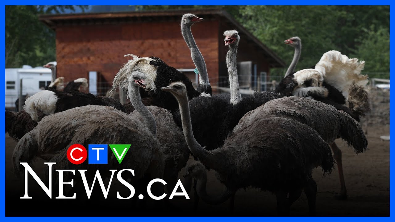 Two owners of B.C. ostrich farm arrested amid cull preparations