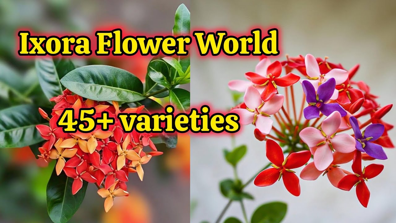 Ixora Flower 45+ varieties | Ixora World | Imported Ixora Varieties 🤩💐💐