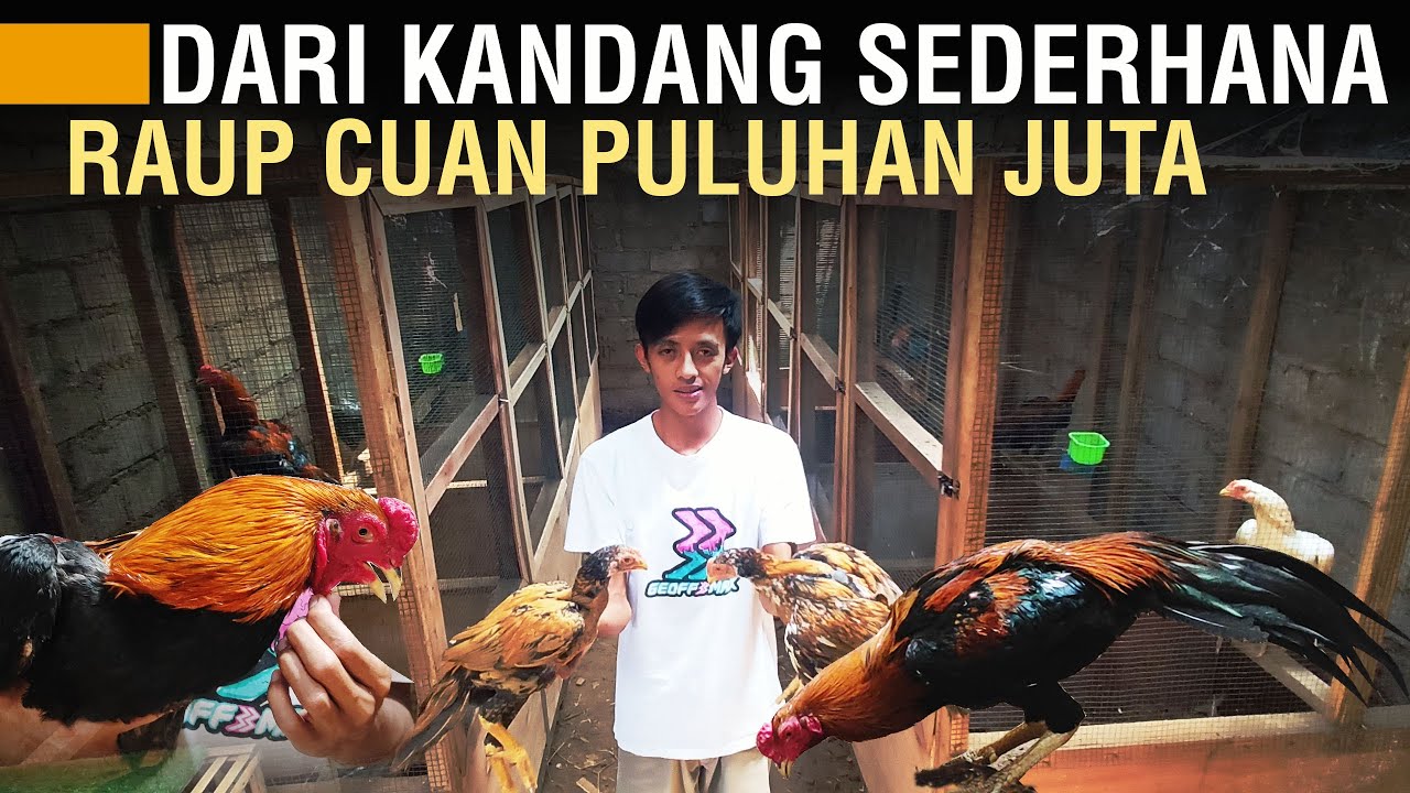 TERNAK AYAM EKOR LIDI KANDANG SEDERHANA RAUP CUAN PULUHAN JUTA