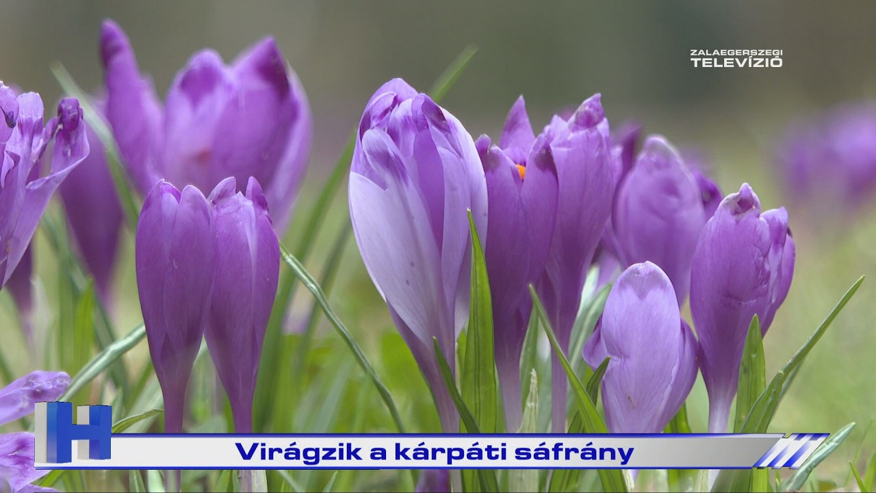 Virágzik a kárpáti sáfrány – ZTV Híradó 2026-03-03