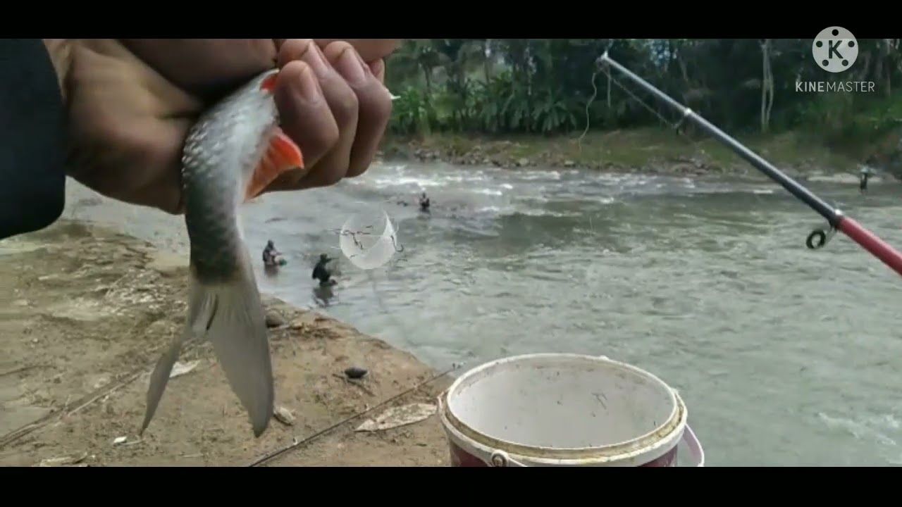 mancing mania purbalingga | umpan tempe dan yuyu #mancingmania #mancingpurbalingga