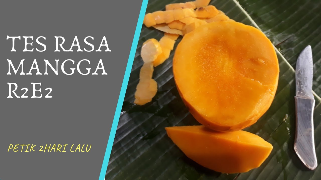 Review mangga r2e2