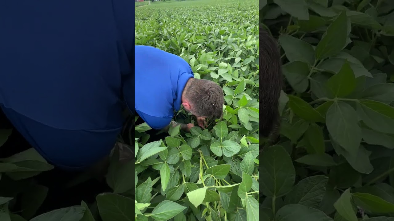 SOYA AVEC FERTIACTYL GZ - William Houde Timac Agro