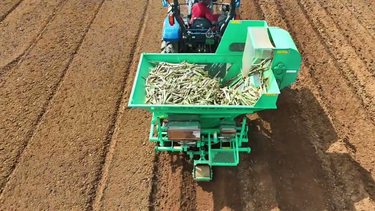 Sugarcane planting in Okinawa