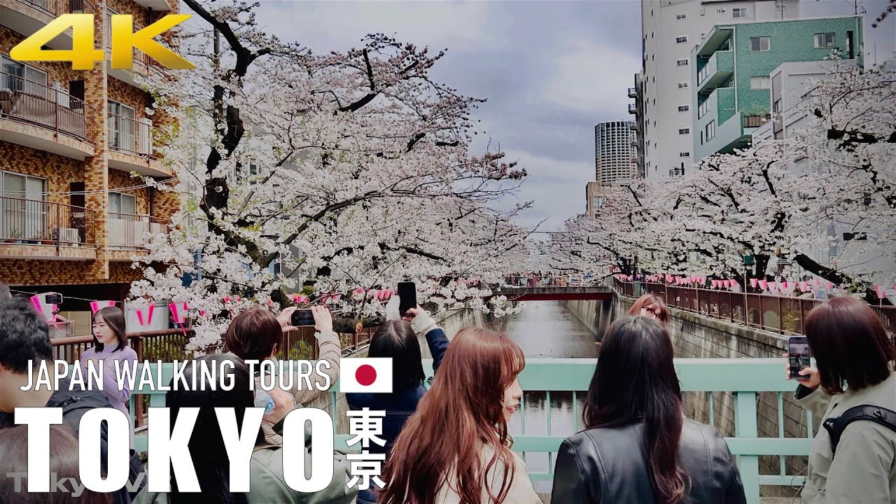 4k hdr tokyo 🇯🇵 japan travel 2024 目黒川の桜ウォーキングツアー🌸 walking tours #tokyo  #japan #さくら
