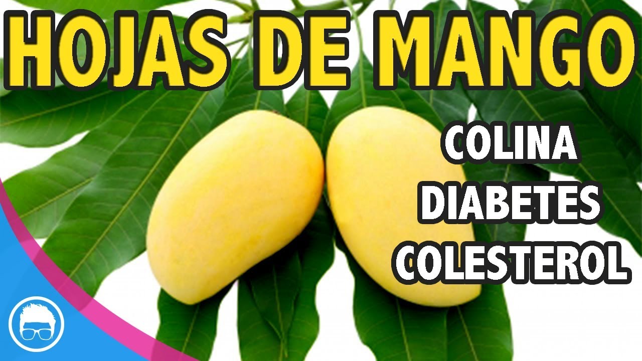 HOJAS DE MANGO Colina, para colesterol y triglic&eacute;ridos