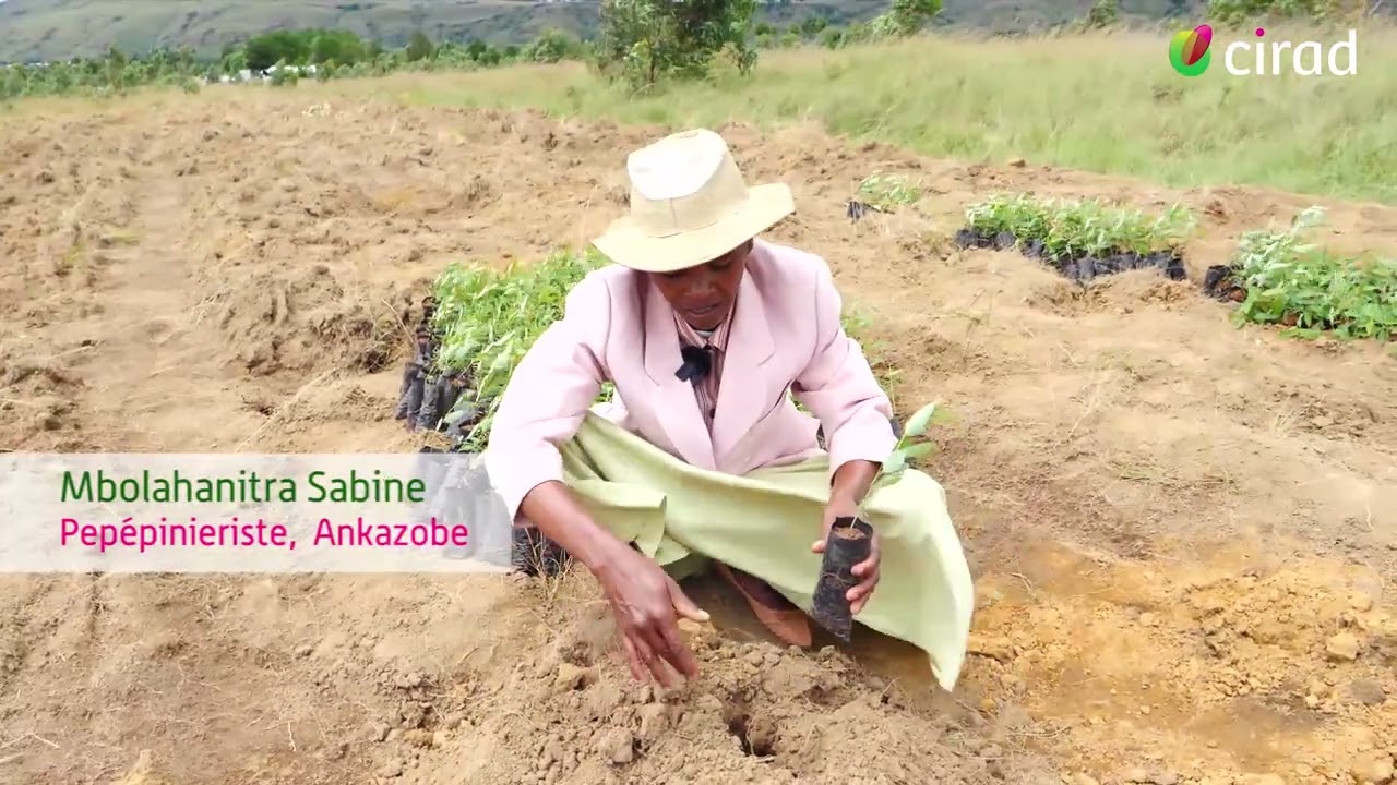 CIRAD - Projet DIABE. Les bonnes pratiques pour un reboisement efficace VF