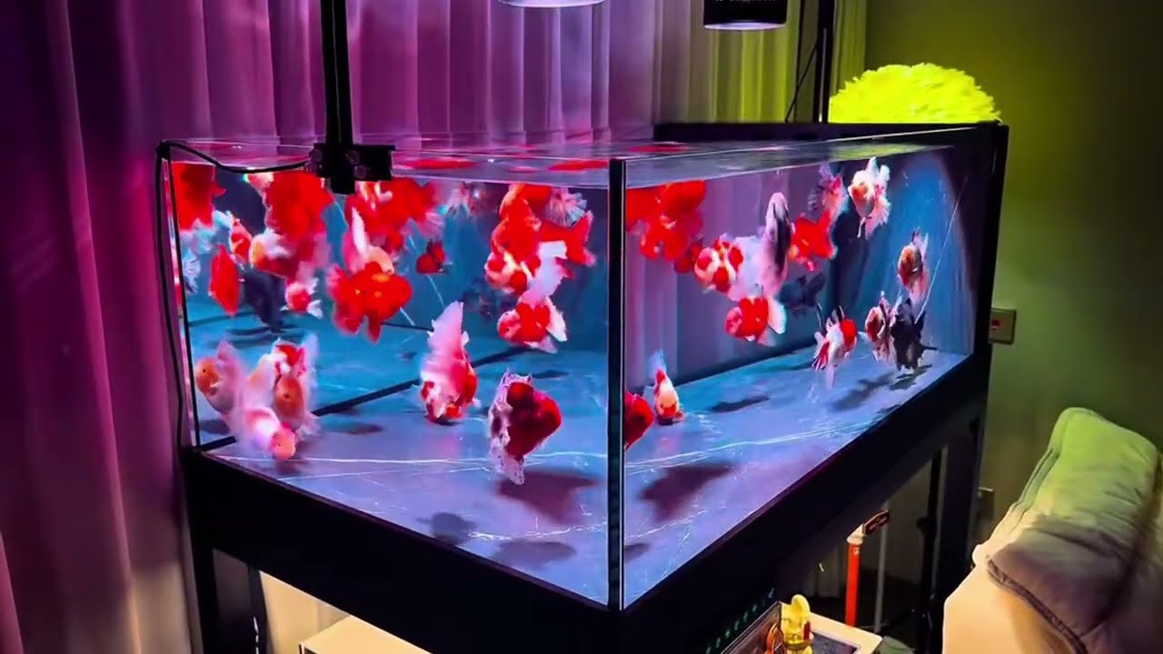 [4K UHD] Goldfish Colors That Will Mesmerize You | गोल्डफिश के रंग जो आपको मंत्रमुग्ध कर देंगे