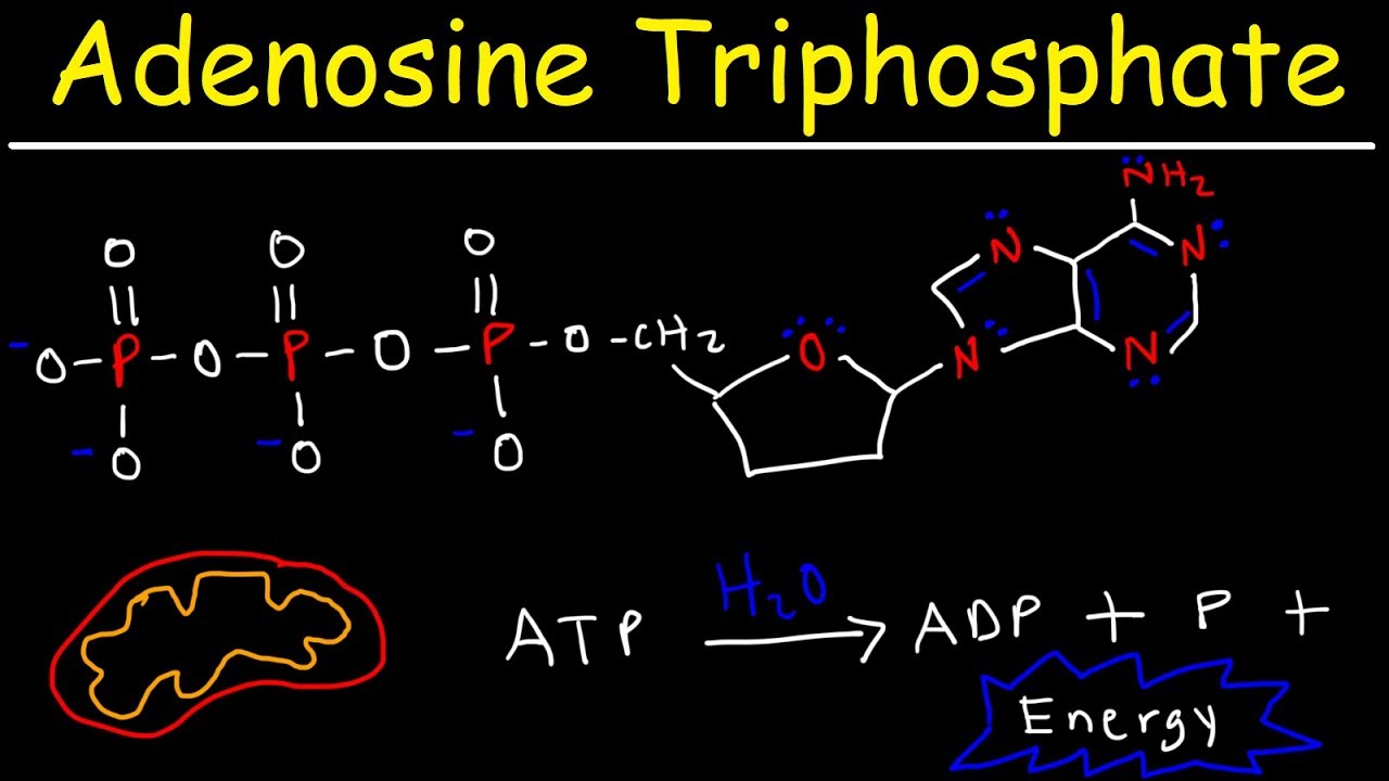 ATP - Adenosine Triphosphate - Cell Energy