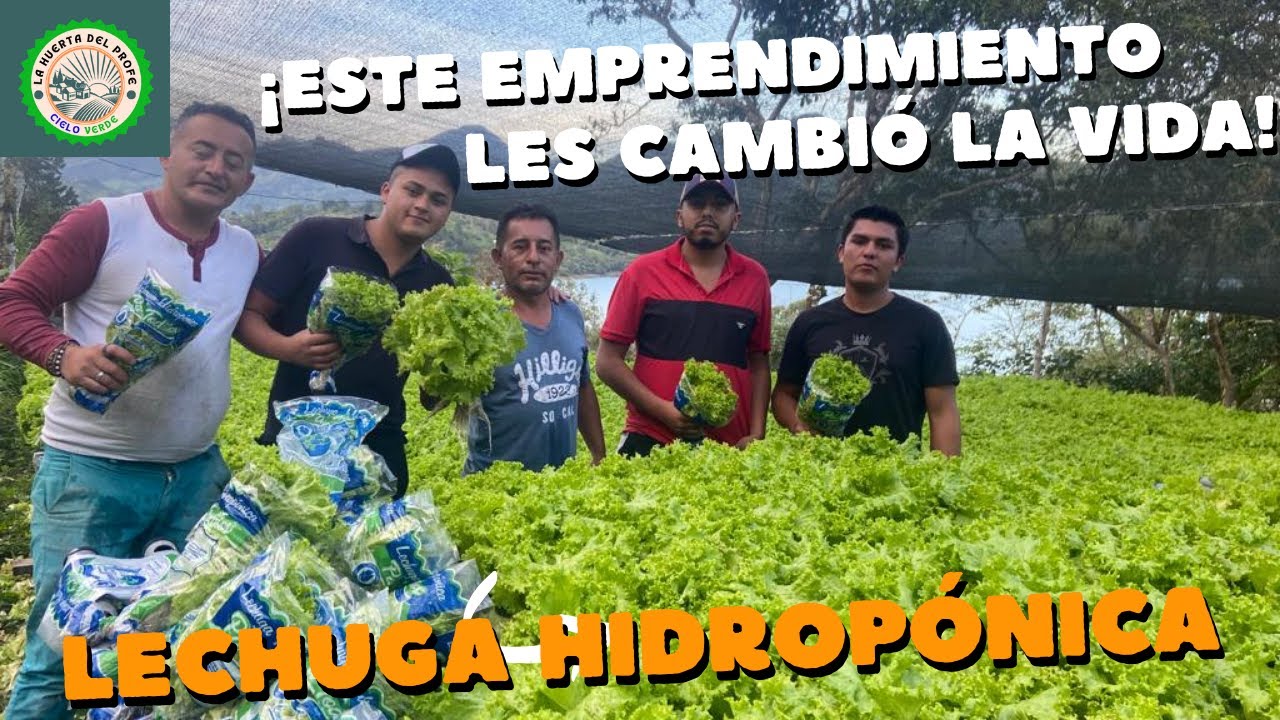 ¡¡EMPRENDIMIENTOS QUE CAMBIAN VIDAS!!, CULTIVO DE LECHUGA HIDROPÓNICA, FÁCIL Y RENTABLE