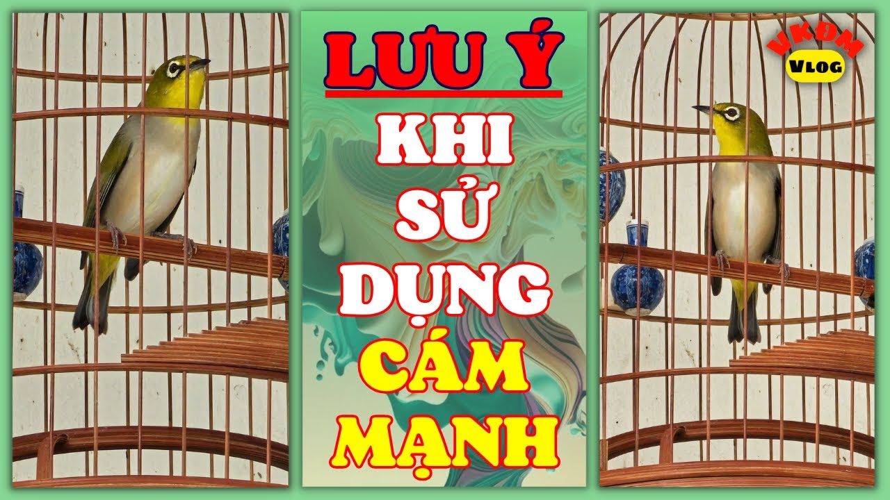Lưu ý trước khi dùng cám mạnh | VKĐM