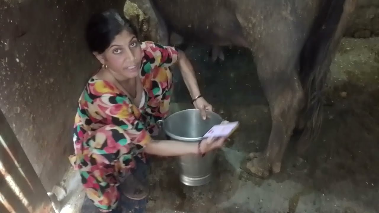#buffalo🐃 और गोपी 🐄 दोनों का निकाला दूध नैना➰ बांध कर ,phone पर बात करते करते ⛲🪴💥🪴