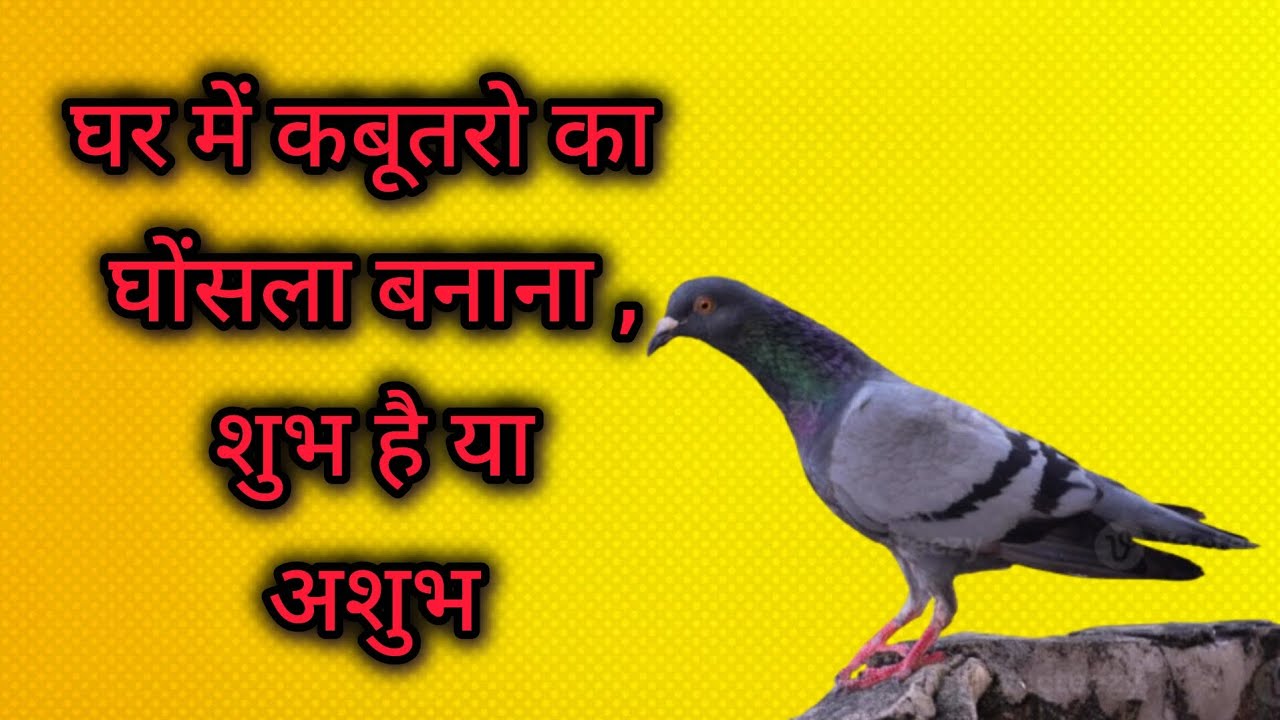 घर में कबूतरो का घोंसला बनाना शुभ होता है या अशुभ || #devotional 