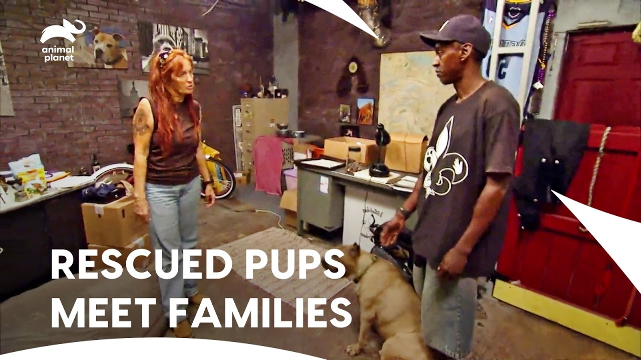 Искренние усыновления собак и смелое спасение в Вильялобосе | Pit Bulls & Parolees S5 E6 | Animal...