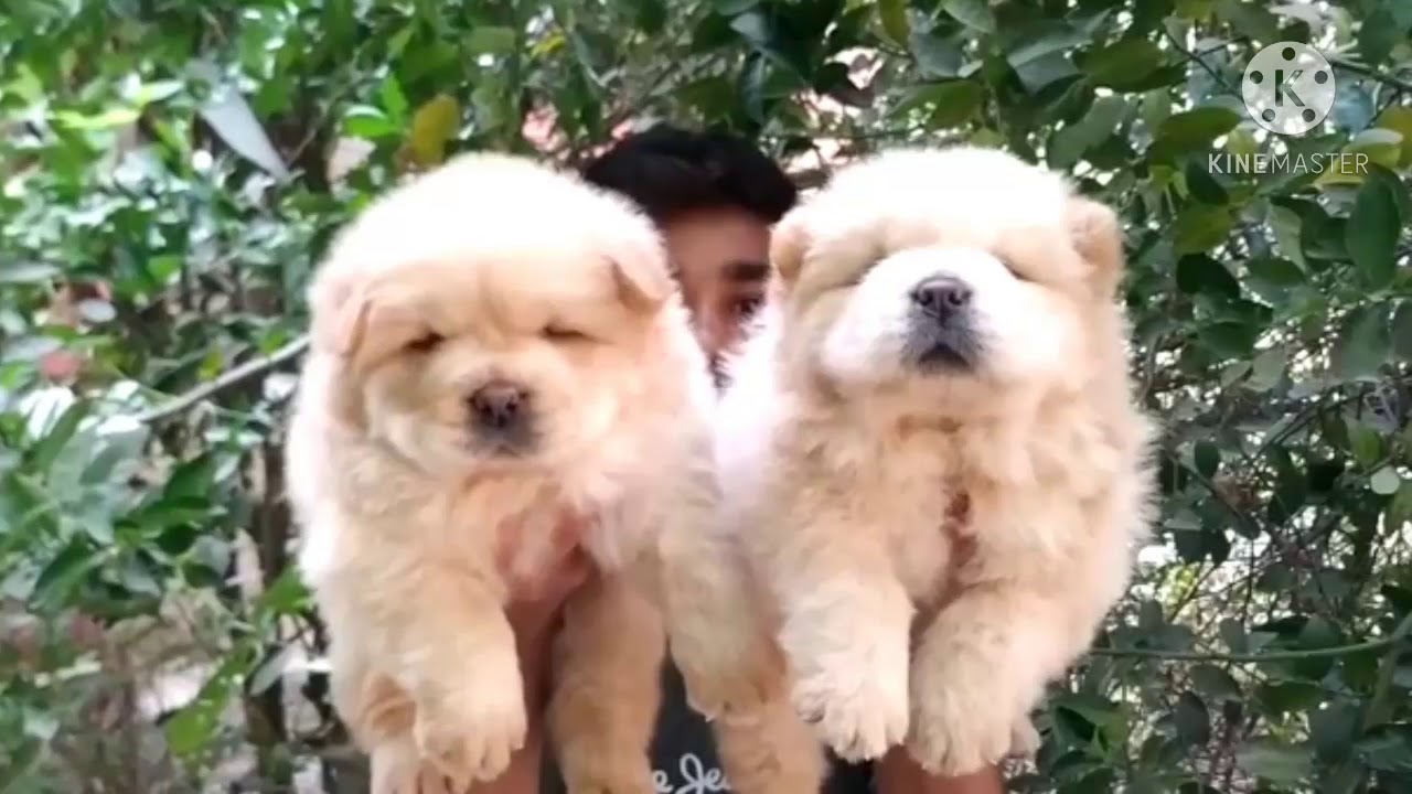 All Bread Puppies For sale In Delhi And NCR Healthy Puppies Available Imported Bloodline Puppies