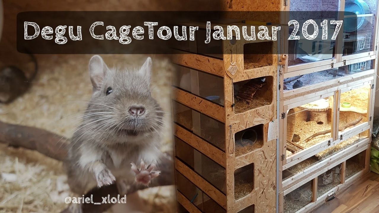 Degu CageTour Januar 2017